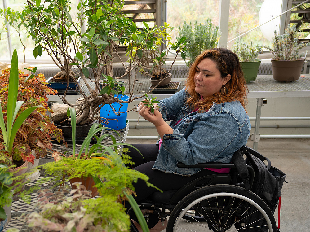 A student in a wheelchair washes plants in the Beloit College greenhouse.