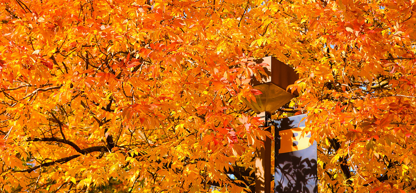 Fall colors on the Beloit College campus.