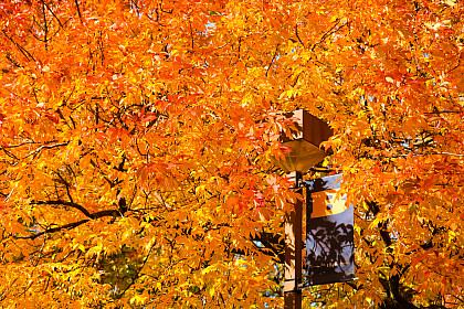 Fall colors on the Beloit College campus.