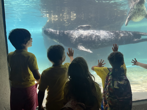 Kids looking at a seal through glass.