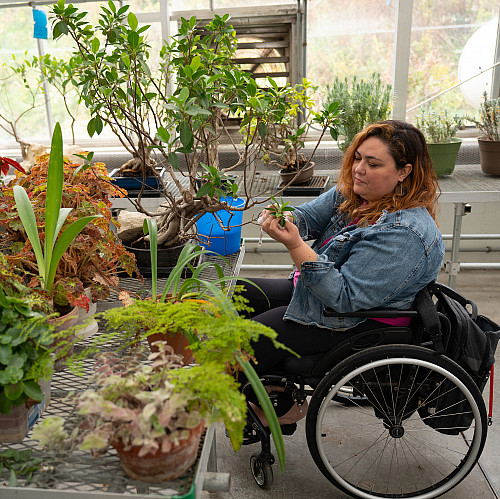 A student in a wheelchair washes plants in the Beloit College greenhouse.