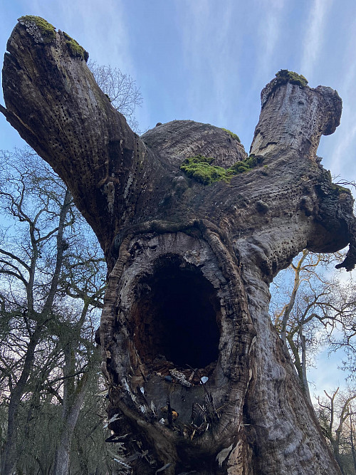 This one is my favorite: it's a tree that cracked in half a few years ago and ever since, our visitors have been placing feathers an...
