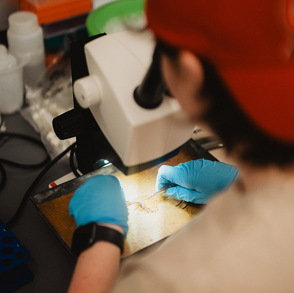 A student does a dissection through a microscope.