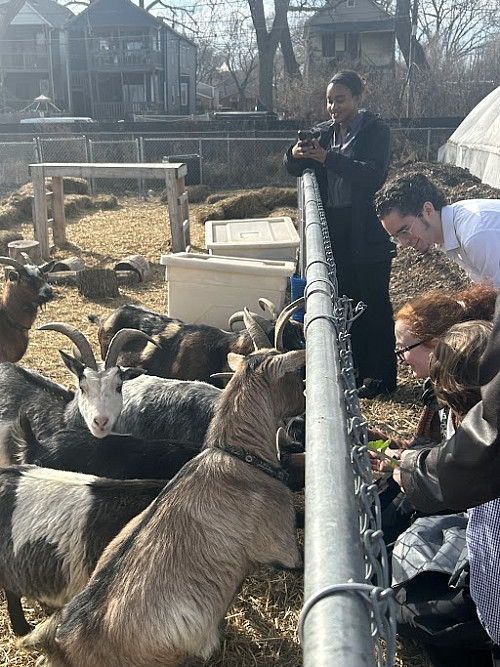 Students networking with goats at the South Chicago farm.
