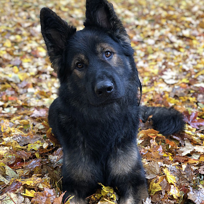 Murphy the Dog