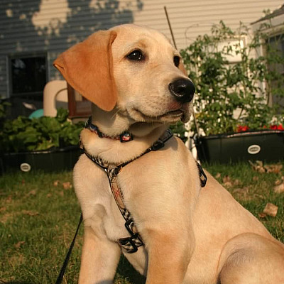 Remi the Dog