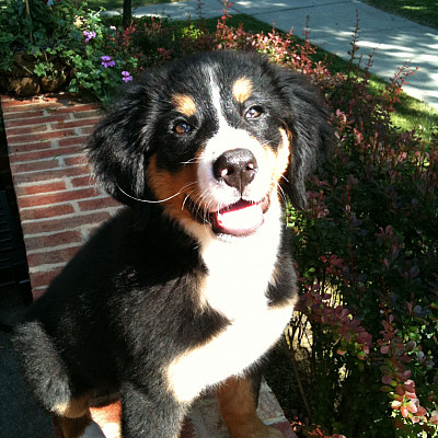 Geneva the Dog