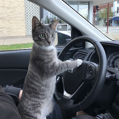 Valentino the Cat