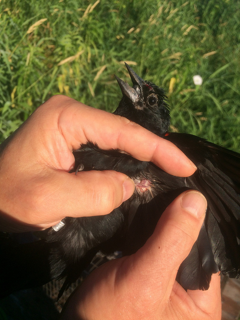 Wing vein of Red-winged Blackbird