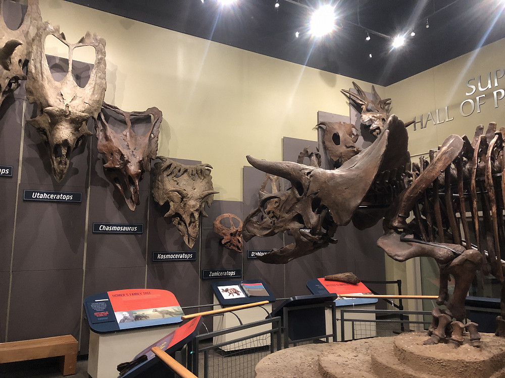 Triceratops display at the Burpee Museum.