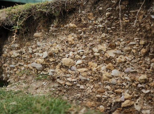 Shell deposit weathering along the shoreline
