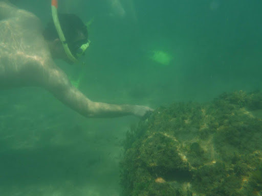 Pointing out bleached corals, Balneario Playa Punta Salinas
