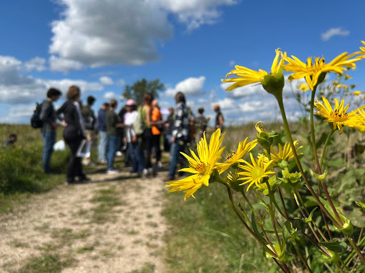 Native Cup Plant Flowers, a key pollinator-friendly plant, at the conservancy.