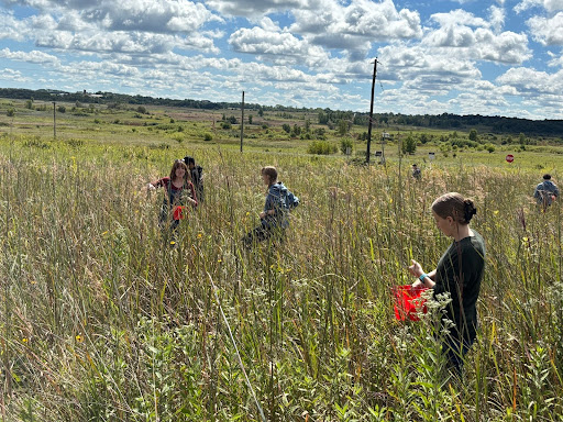 Students collect native flower seeds.