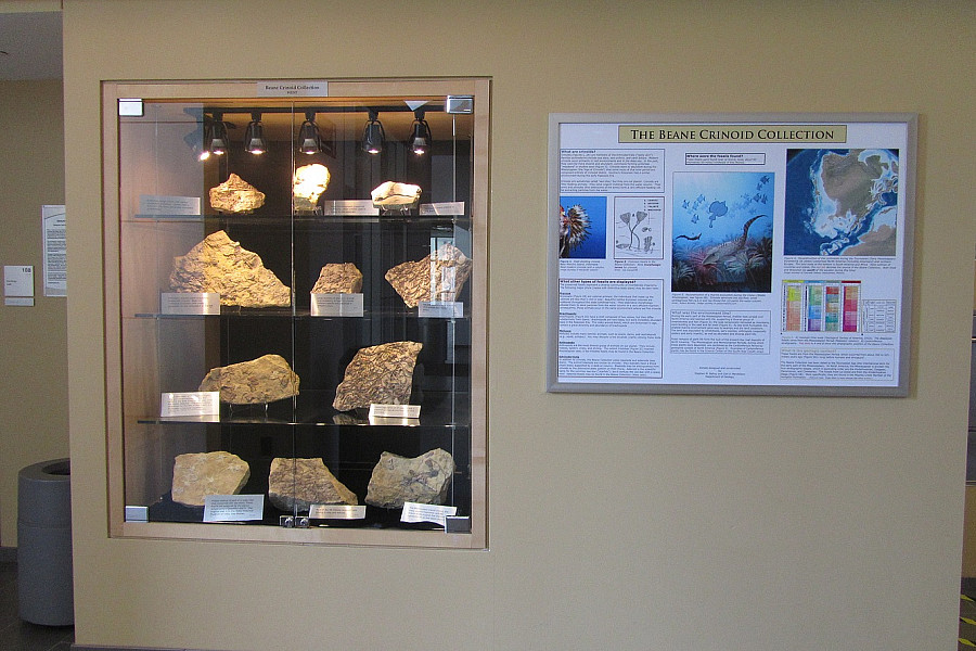 One of the several Beane Crinoid Collection display cases in the Sanger Center for the Sciences.