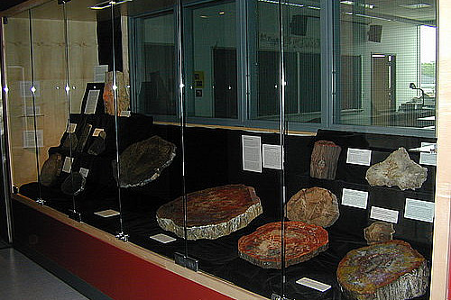 The Solem Fossilized Wood Collection is on display on the fourth floor of the Sanger Center for the Sciences.