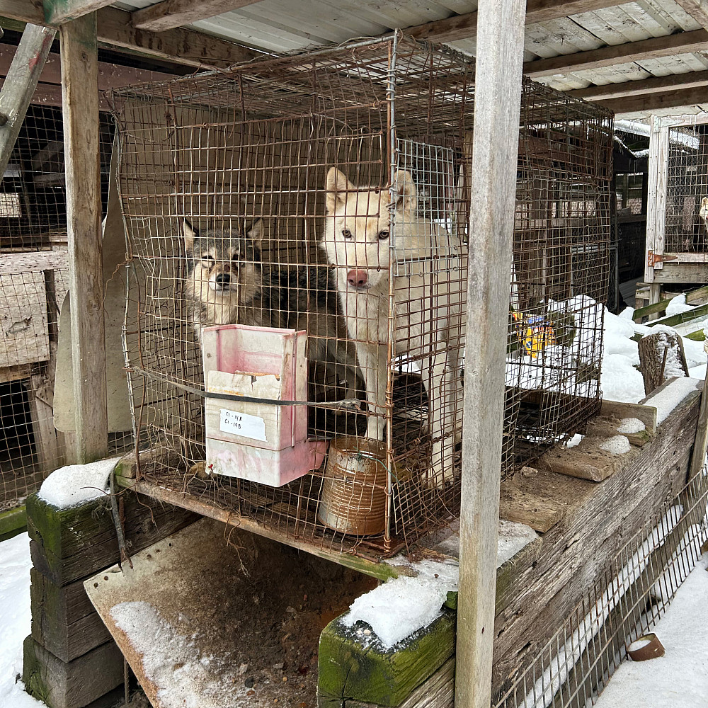 Wolfdogs - Zoe and Zephyr, Before Zoe and Zephyr sharing a pen, before being rescued.