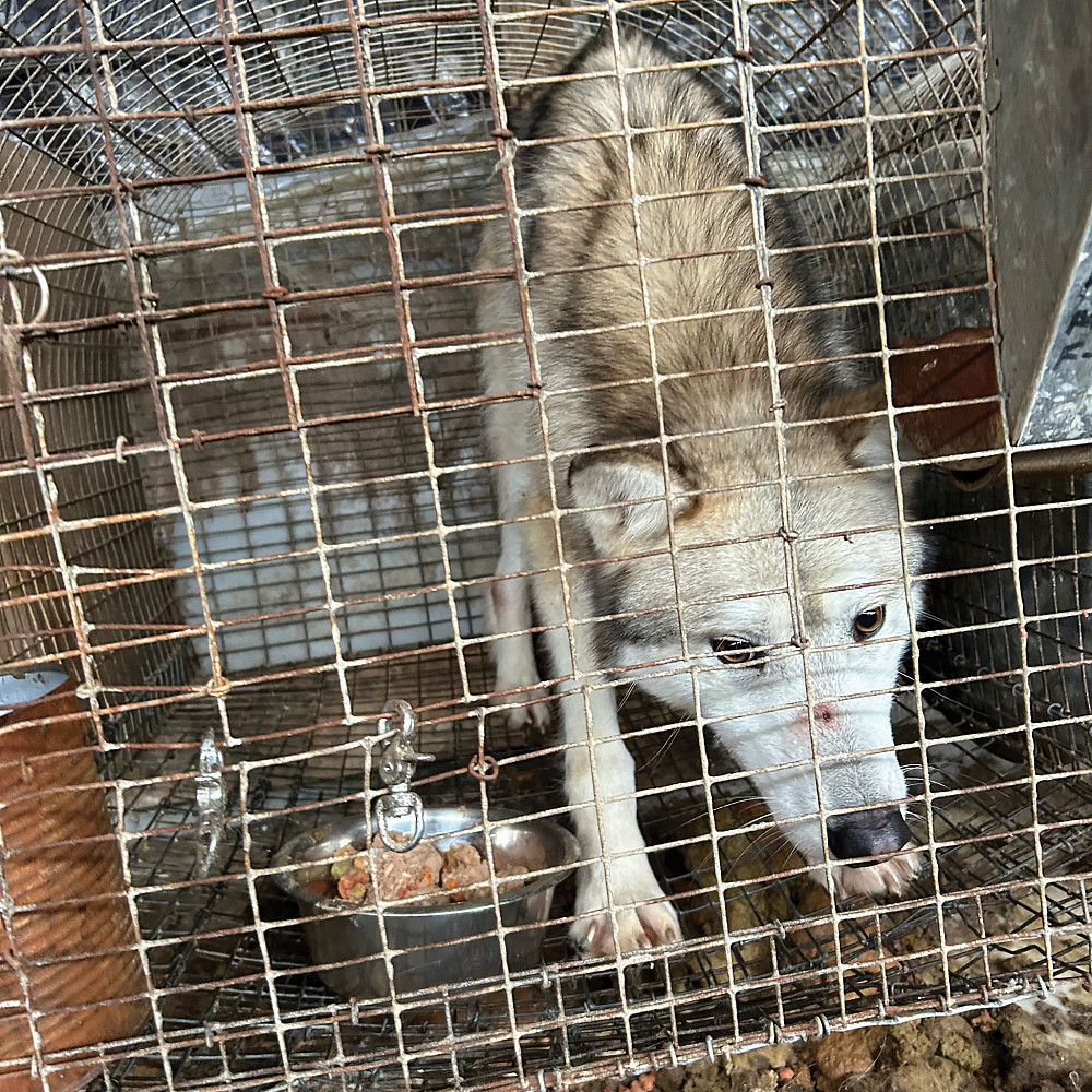 Wolfdogs - Dante, Before Dante, a rescued 11-month-old pup, was initially weak and atrophied.