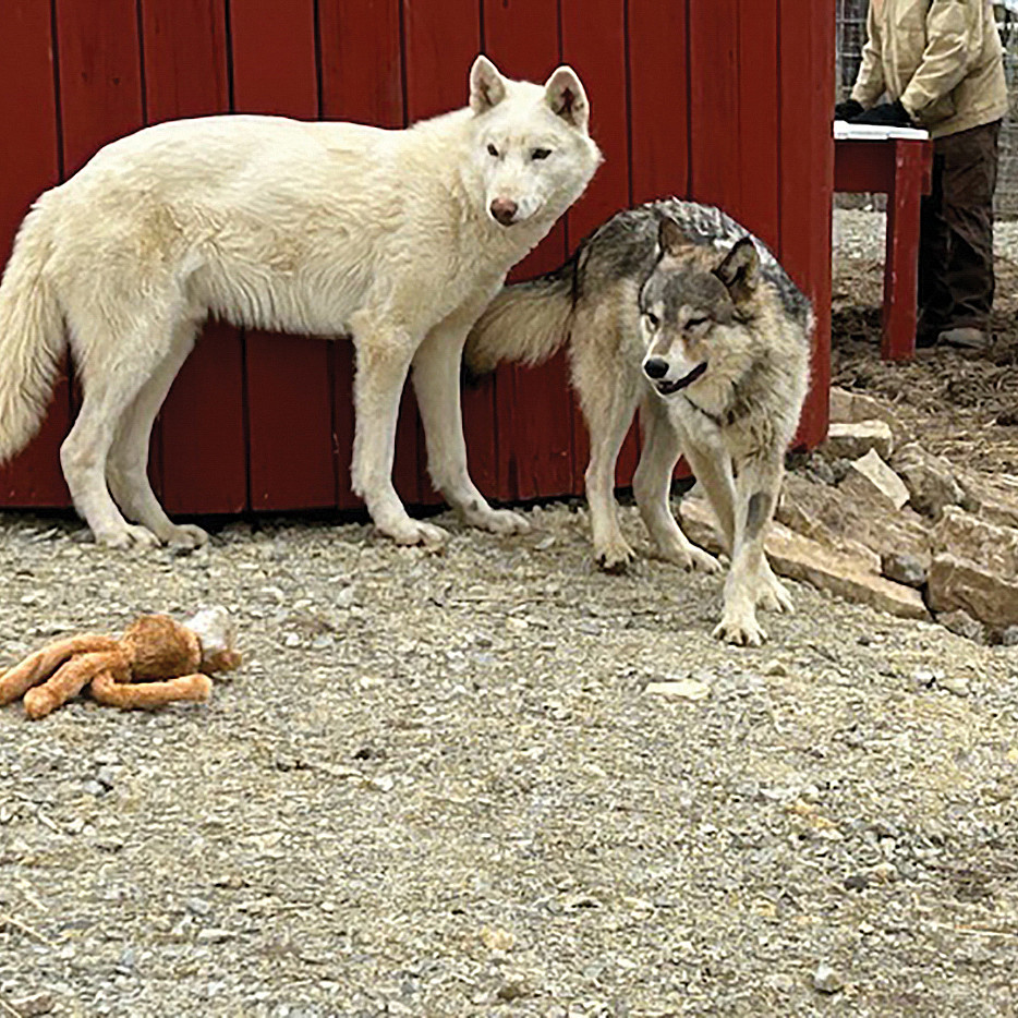Wolfdogs - Zephyr and Zoe, After Zephyr and Zoe now, in their larger enclosure.