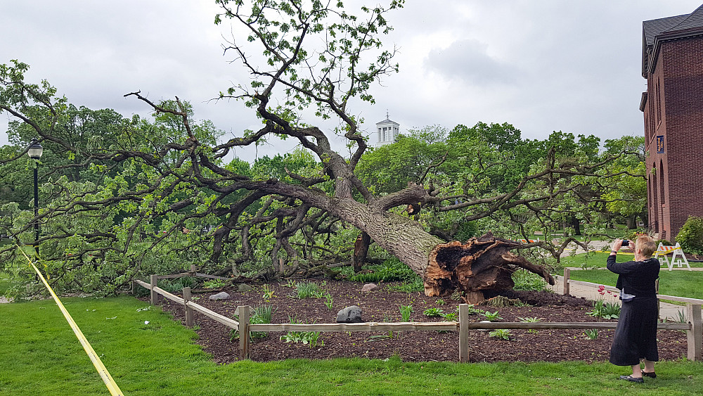 One of the oldest and largest trees on campus that came down in a storm the night of May 17.