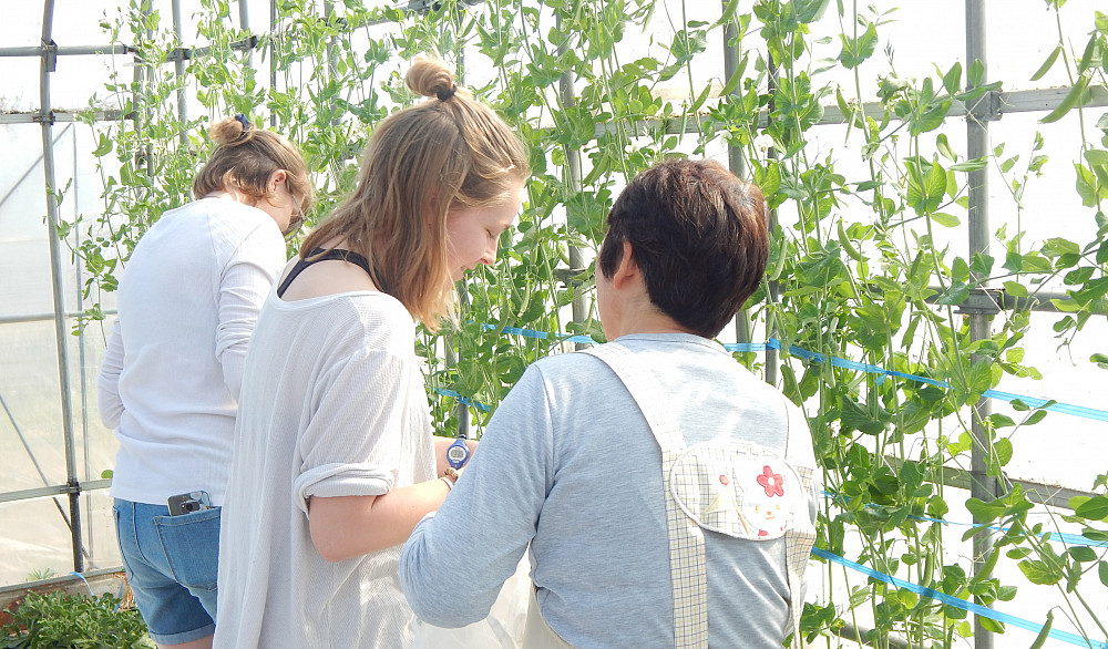 Student researchers help harvest beans following a farm interview in Semboku, Akita. They were investigating agritourism's role in sustai...