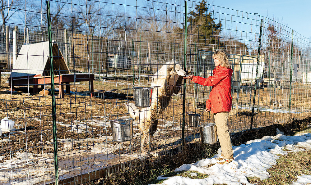 Wolfdog Spike accepts treats from Susan Vogt '83.