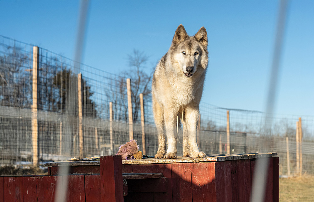 Wolfdog Dart keeping watch.