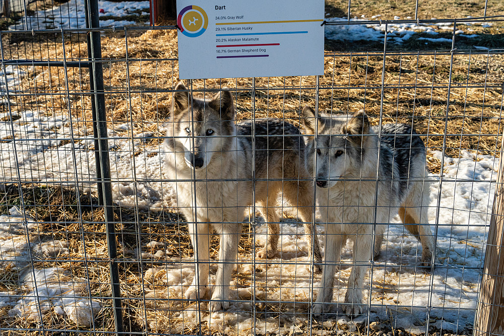 Dart and Tallah, wofldogs.
