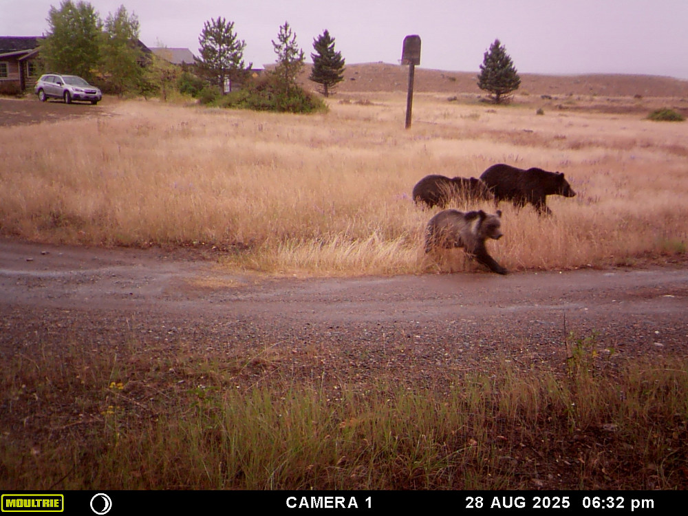 Trail camera photograph of the three grizzly bears.
