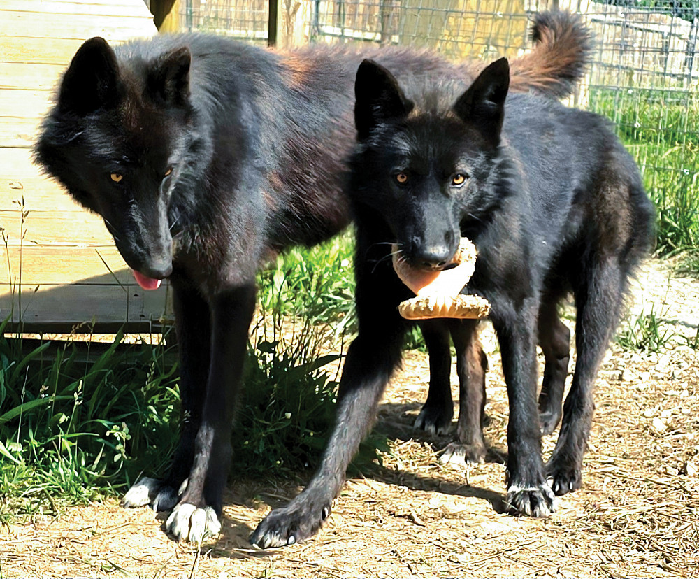 Wiley and Willow, black wolfdogs.