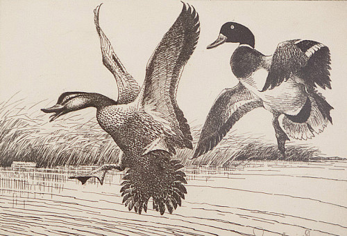 Sketch of ducks landing in a pond, done by Jay Norwood Ding Darling.