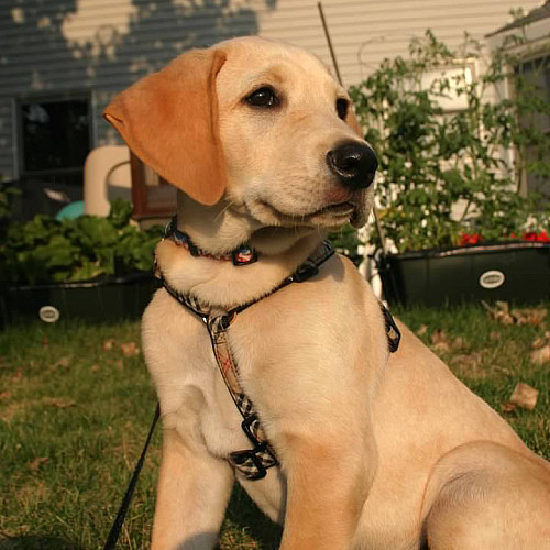 Remi, one of 80 pets entered into Beloit's inaugural pet photo contest, won first place last April. Remi is the pet of student Alyssa Mor...