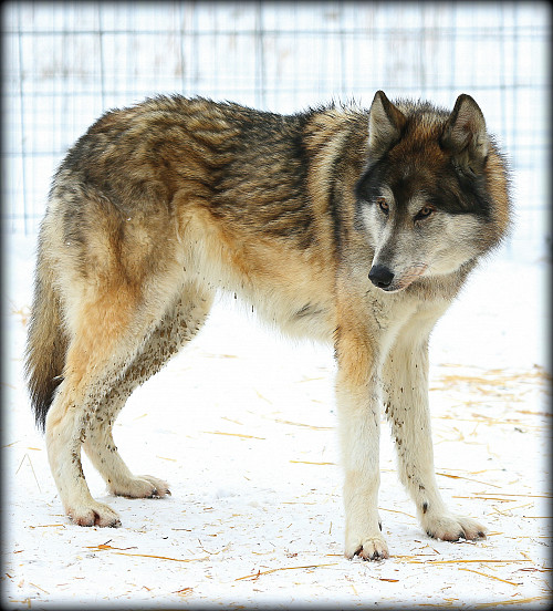 A wolfdog.