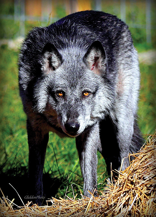 Bear, a three-year-old wolfdog from Minnesota.