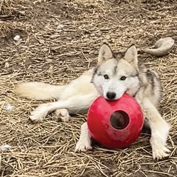 Wolfdogs - Dante, After Dante playing with a red ball.